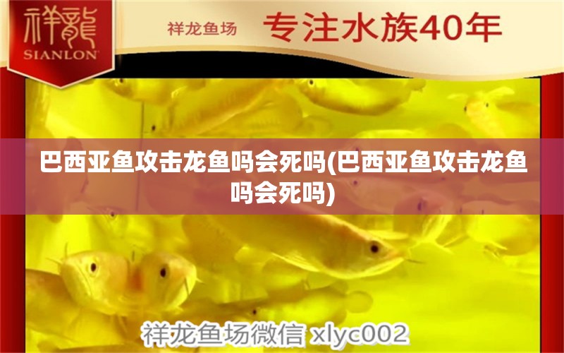 巴西亞魚攻擊龍魚嗎會死嗎(巴西亞魚攻擊龍魚嗎會死嗎) 巴西亞魚