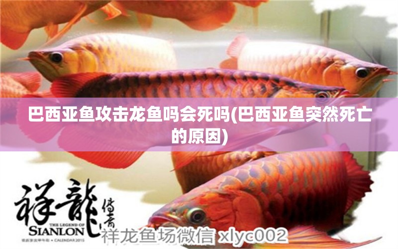 巴西亞魚攻擊龍魚嗎會(huì)死嗎(巴西亞魚突然死亡的原因)