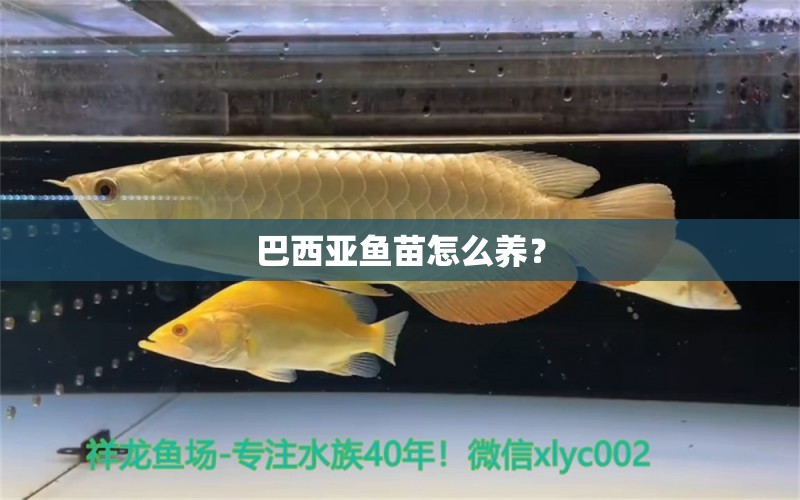 巴西亞魚苗怎么養(yǎng)？ 巴西亞魚