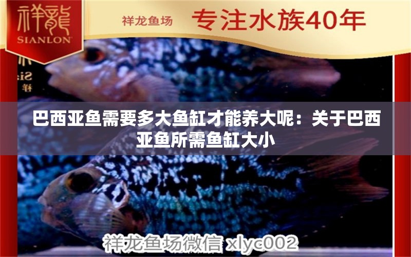 巴西亞魚需要多大魚缸才能養(yǎng)大呢：關(guān)于巴西亞魚所需魚缸大小 巴西亞魚 第2張