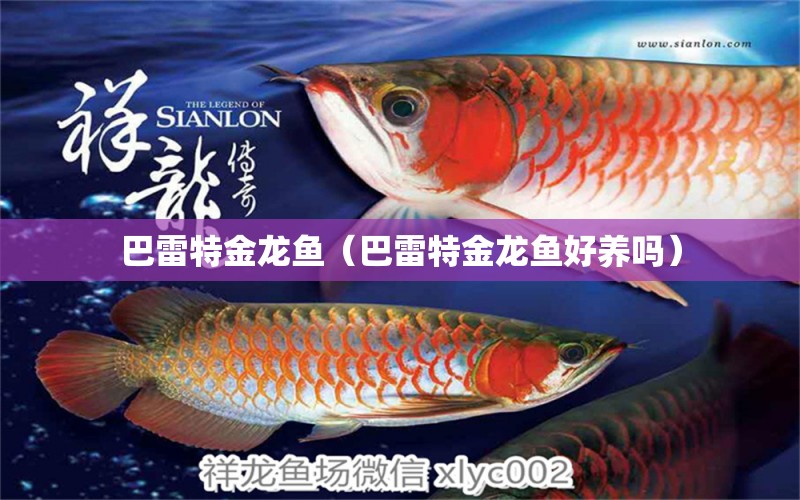 巴雷特金龍魚（巴雷特金龍魚好養(yǎng)嗎） 泰龐海蓮魚