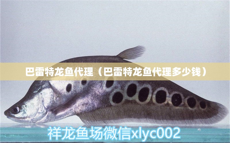 巴雷特龍魚代理（巴雷特龍魚代理多少錢） 祥龍水族醫(yī)院