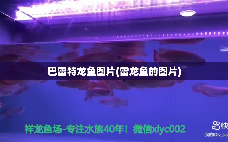 巴雷特龍魚(yú)圖片(雷龍魚(yú)的圖片) 潛水泵