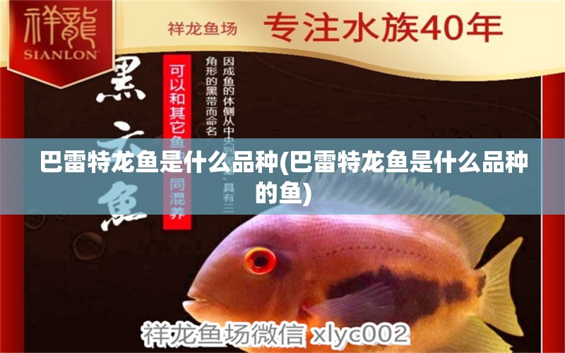 巴雷特龍魚是什么品種(巴雷特龍魚是什么品種的魚) 虎魚魚苗