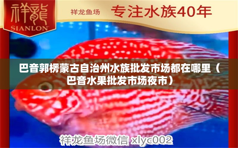 巴音郭楞蒙古自治州水族批發(fā)市場都在哪里（巴音水果批發(fā)市場夜市）