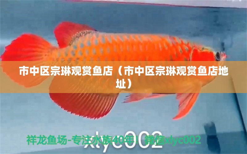 市中區(qū)宗琳觀賞魚店（市中區(qū)宗琳觀賞魚店地址）