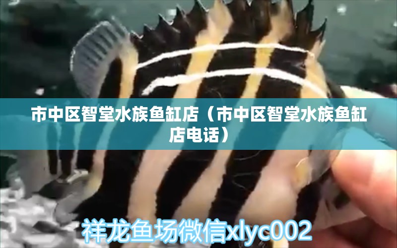 市中區(qū)智堂水族魚缸店（市中區(qū)智堂水族魚缸店電話）