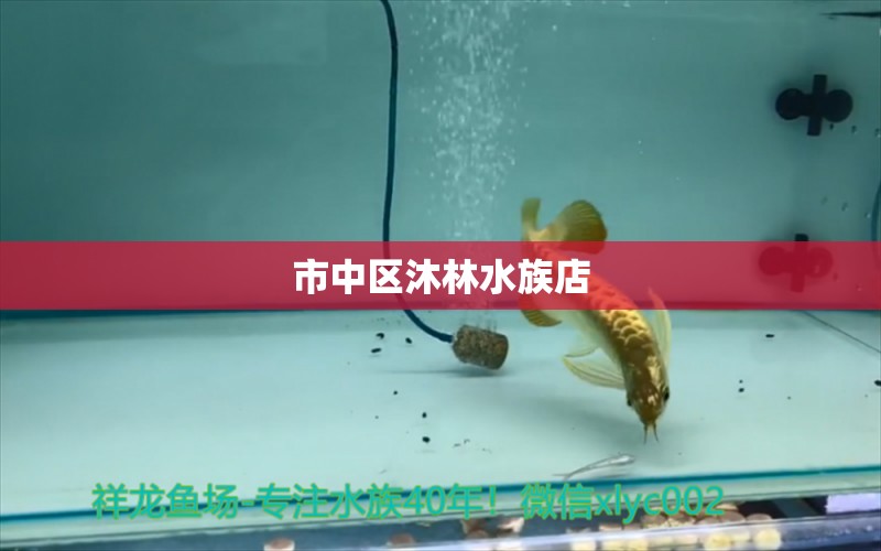 市中區(qū)沐林水族店