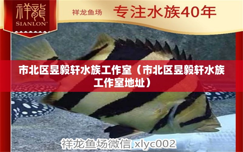 市北區(qū)昱毅軒水族工作室（市北區(qū)昱毅軒水族工作室地址）