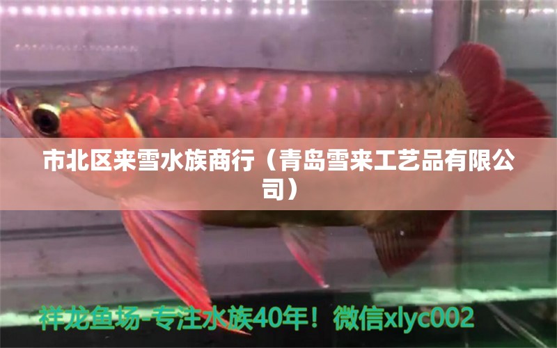 市北區(qū)來雪水族商行（青島雪來工藝品有限公司） 全國(guó)水族館企業(yè)名錄