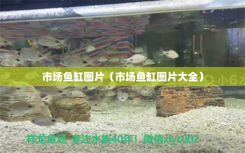 市場(chǎng)魚缸圖片（市場(chǎng)魚缸圖片大全） 赤荔鳳冠魚