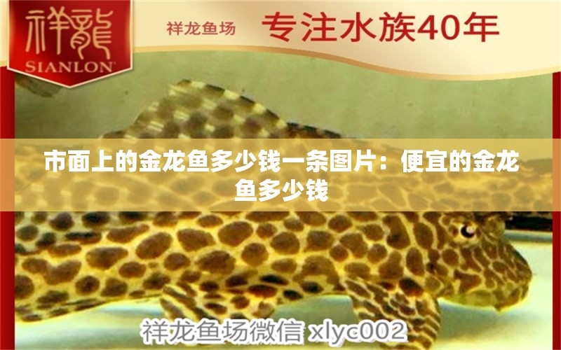 市面上的金龍魚(yú)多少錢(qián)一條圖片：便宜的金龍魚(yú)多少錢(qián)