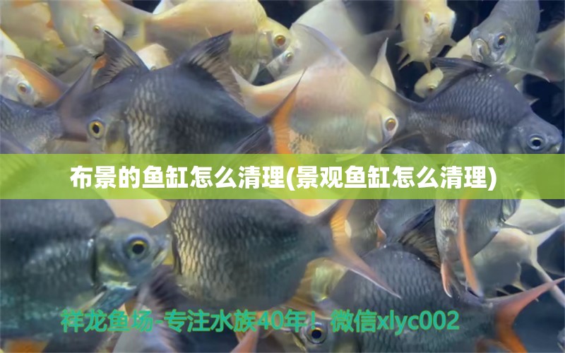 布景的魚缸怎么清理(景觀魚缸怎么清理) 檸檬鯽 第1張