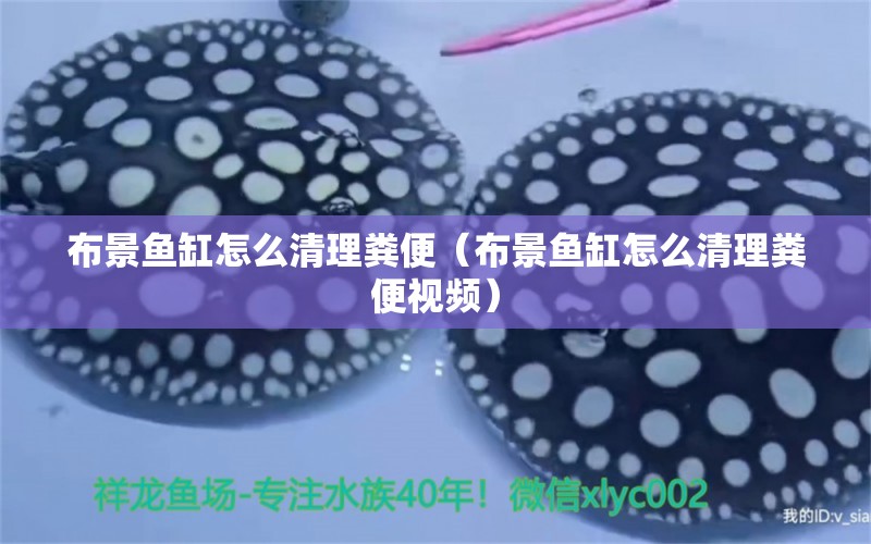 布景魚缸怎么清理糞便（布景魚缸怎么清理糞便視頻） 祥龍龍魚魚糧