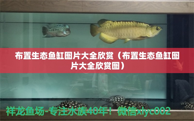 布置生態(tài)魚(yú)缸圖片大全欣賞（布置生態(tài)魚(yú)缸圖片大全欣賞圖） 祥龍水族醫(yī)院