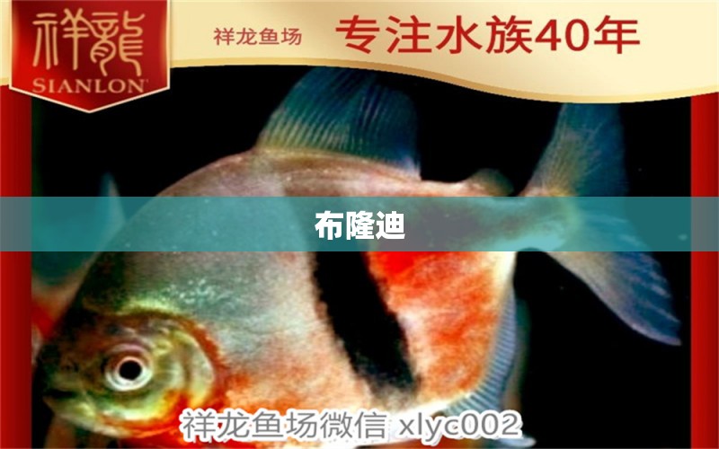 布隆迪 白子銀龍魚苗 第2張