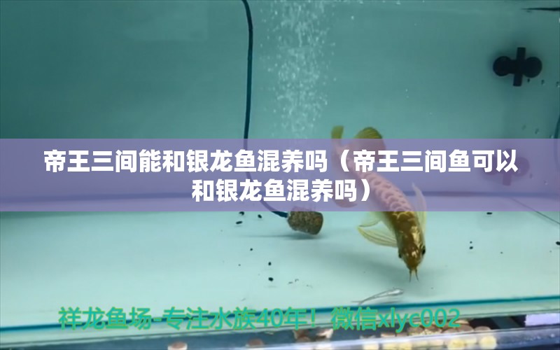 帝王三間能和銀龍魚混養(yǎng)嗎（帝王三間魚可以和銀龍魚混養(yǎng)嗎）