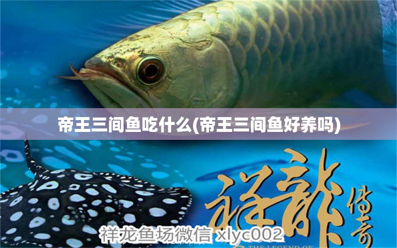 帝王三間魚吃什么(帝王三間魚好養(yǎng)嗎)