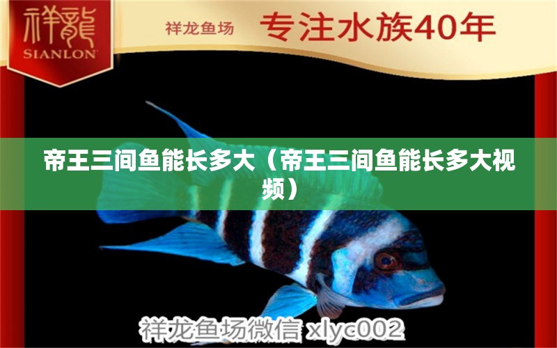 帝王三間魚能長多大（帝王三間魚能長多大視頻）