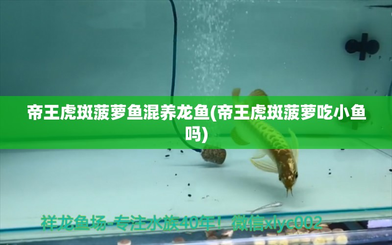 帝王虎斑菠蘿魚混養(yǎng)龍魚(帝王虎斑菠蘿吃小魚嗎) 飛鳳魚