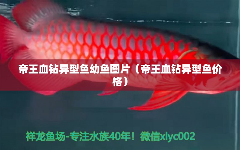 帝王血鉆異型魚(yú)幼魚(yú)圖片（帝王血鉆異型魚(yú)價(jià)格）