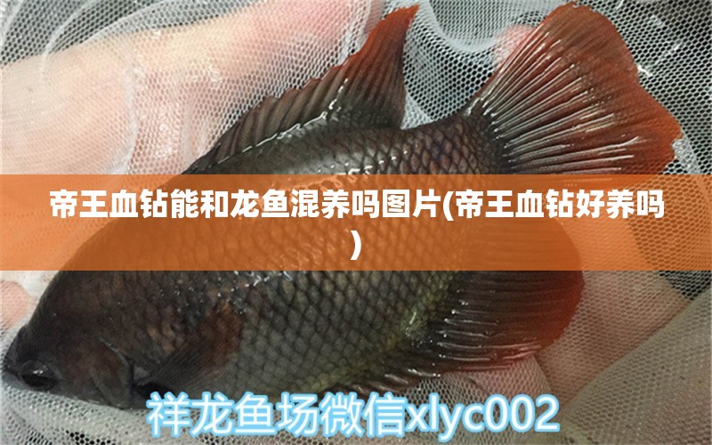 帝王血鉆能和龍魚(yú)混養(yǎng)嗎圖片(帝王血鉆好養(yǎng)嗎) 帝王血鉆