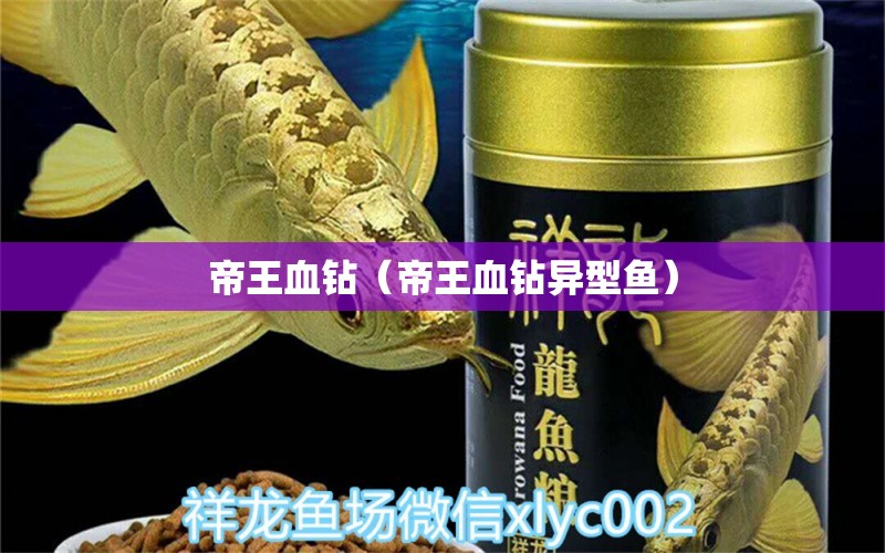 帝王血鉆（帝王血鉆異型魚）