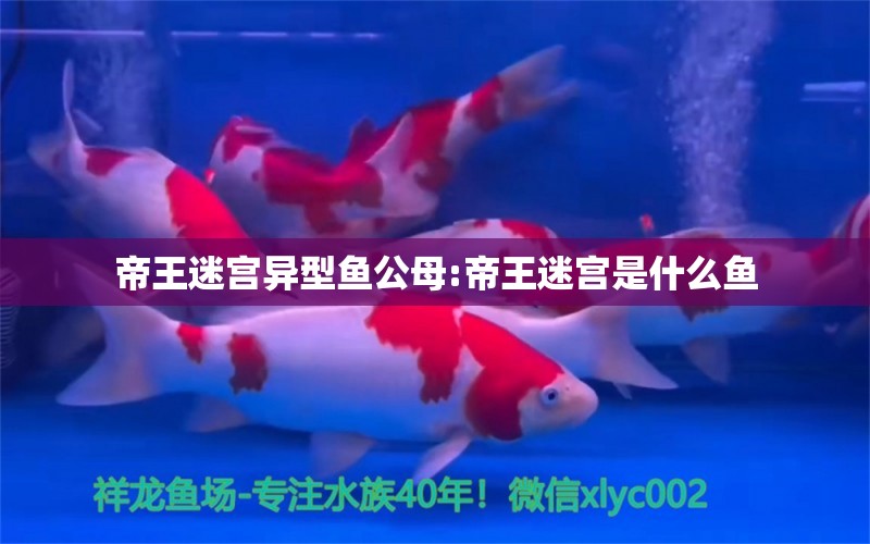 帝王迷宮異型魚公母:帝王迷宮是什么魚 帝王迷宮 第1張