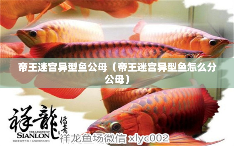 帝王迷宮異型魚公母（帝王迷宮異型魚怎么分公母）