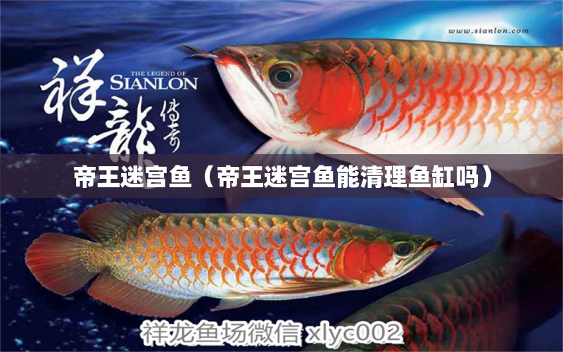 帝王迷宮魚（帝王迷宮魚能清理魚缸嗎） 帝王迷宮