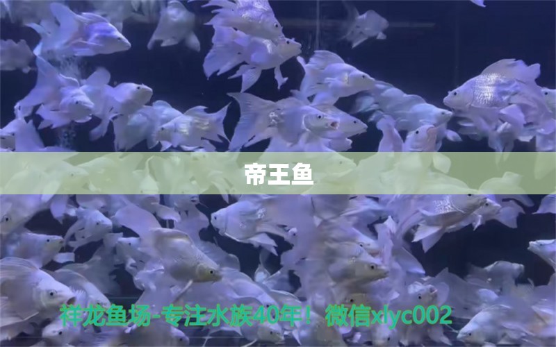 帝王魚