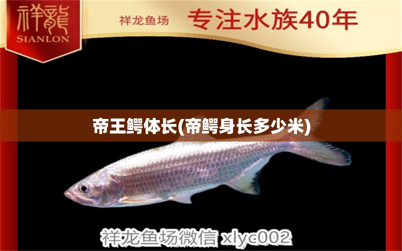 帝王鱷體長(帝鱷身長多少米) 祥龍傳奇品牌魚缸