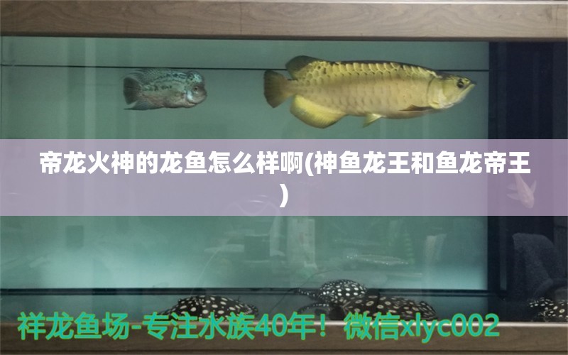 帝龍火神的龍魚怎么樣啊(神魚龍王和魚龍帝王)