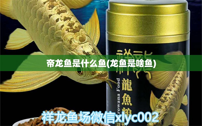 帝龍魚是什么魚(龍魚是啥魚) 銀龍魚