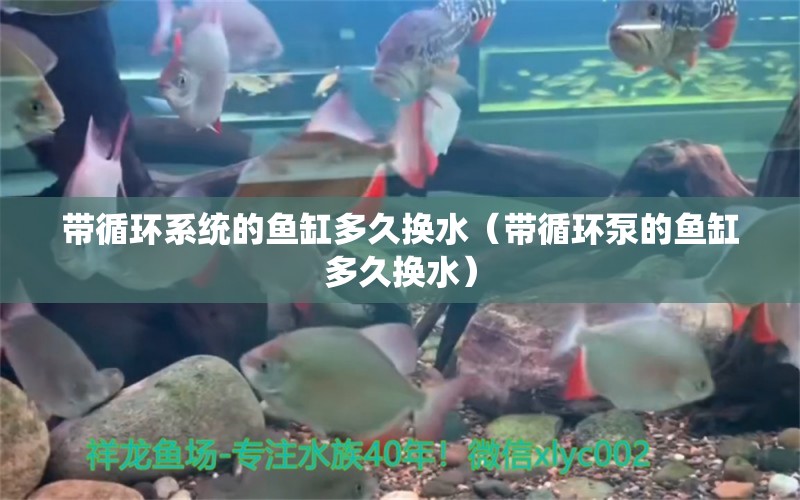 帶循環(huán)系統(tǒng)的魚(yú)缸多久換水（帶循環(huán)泵的魚(yú)缸多久換水） 觀賞魚(yú)批發(fā)