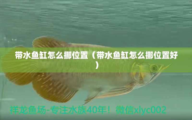 帶水魚缸怎么挪位置（帶水魚缸怎么挪位置好） 其他品牌魚缸