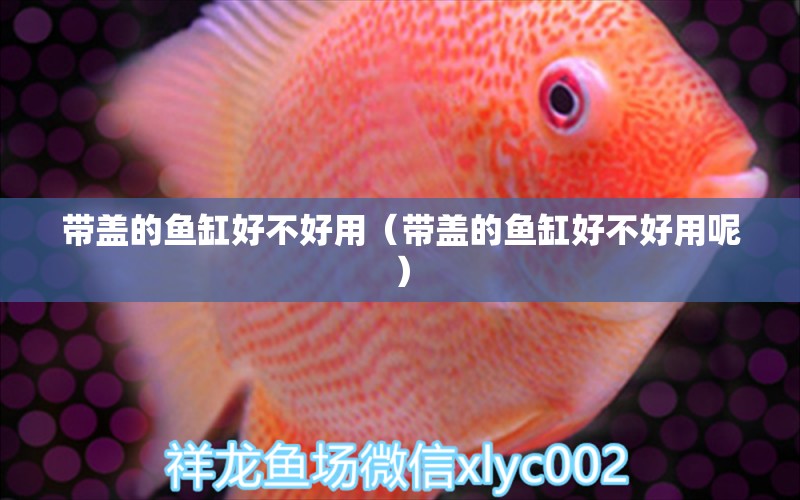 帶蓋的魚缸好不好用（帶蓋的魚缸好不好用呢） 祥龍水族醫(yī)院