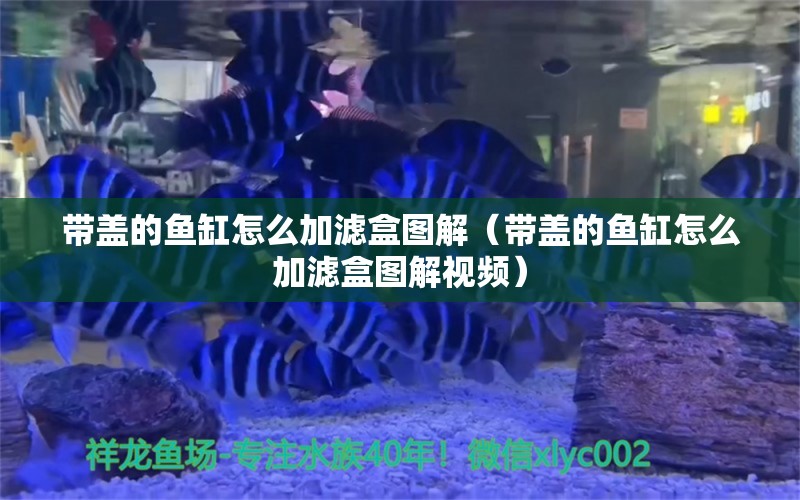 帶蓋的魚(yú)缸怎么加濾盒圖解（帶蓋的魚(yú)缸怎么加濾盒圖解視頻） 量子養(yǎng)魚(yú)技術(shù)