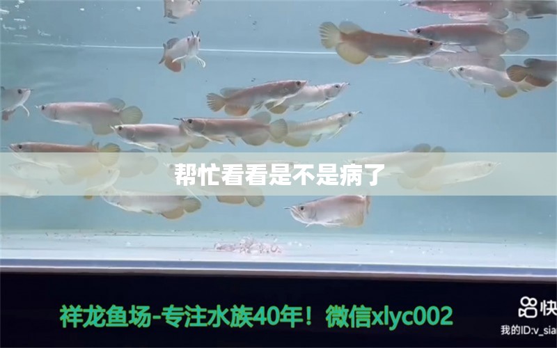 幫忙看看是不是病了 龍魚疾病與治療