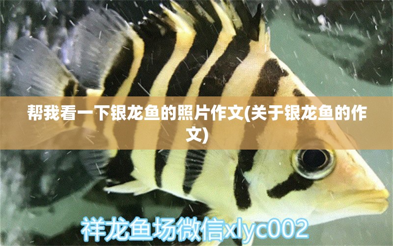 幫我看一下銀龍魚的照片作文(關(guān)于銀龍魚的作文) 銀龍魚