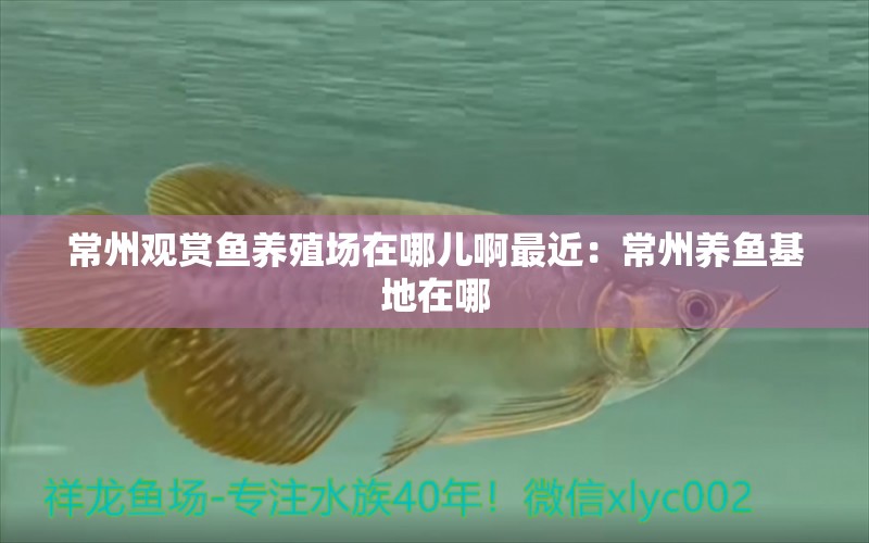 常州觀賞魚養(yǎng)殖場在哪兒啊最近：常州養(yǎng)魚基地在哪 養(yǎng)魚的好處