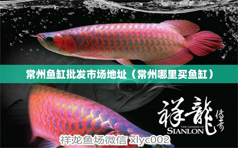 常州魚缸批發(fā)市場地址（常州哪里買魚缸） 白子銀龍苗（黃化銀龍苗） 第1張