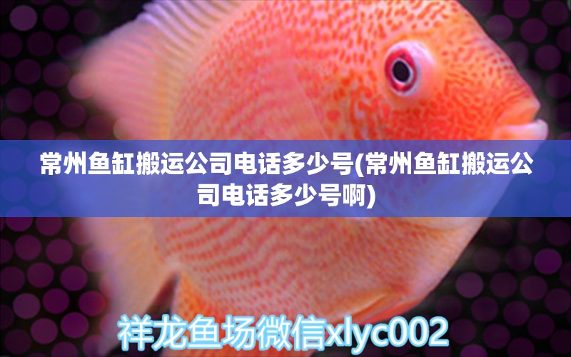 常州魚缸搬運(yùn)公司電話多少號(hào)(常州魚缸搬運(yùn)公司電話多少號(hào)啊) 綠皮皇冠豹魚