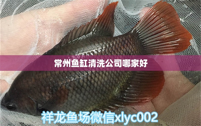 常州魚(yú)缸清洗公司哪家好