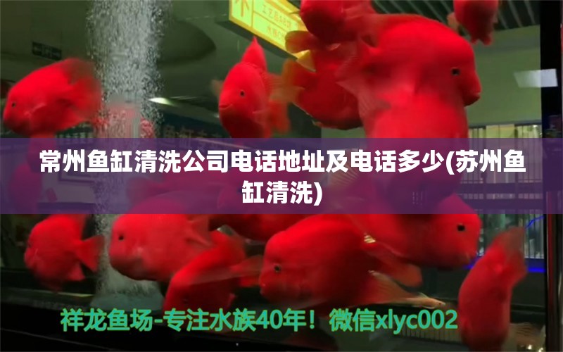 常州魚(yú)缸清洗公司電話地址及電話多少(蘇州魚(yú)缸清洗) 黃金貓魚(yú)