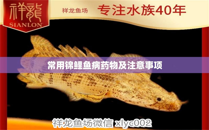 常用錦鯉魚病藥物及注意事項(xiàng) 龍魚疾病與治療