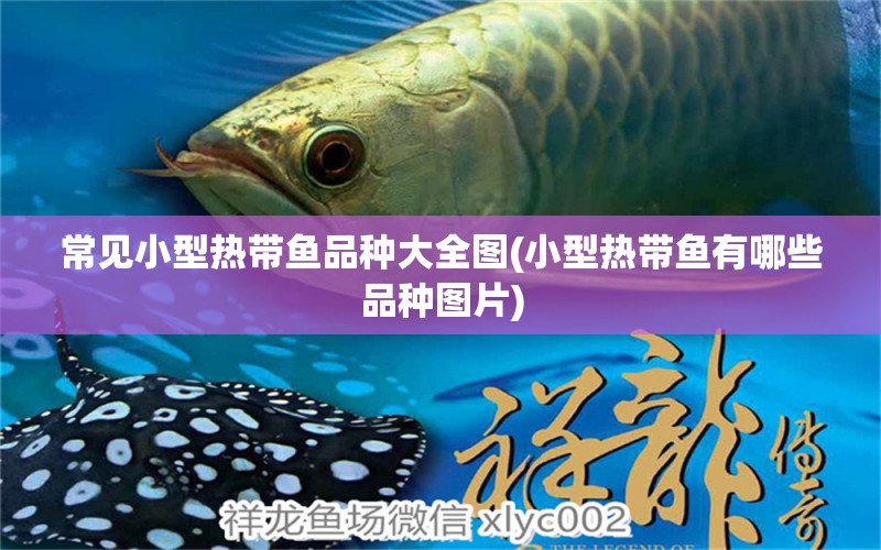 常見(jiàn)小型熱帶魚品種大全圖(小型熱帶魚有哪些品種圖片) 高背金龍魚