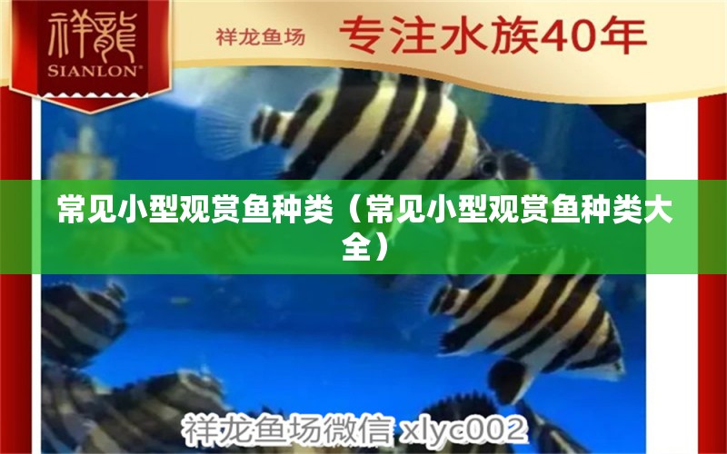 常見小型觀賞魚種類（常見小型觀賞魚種類大全）