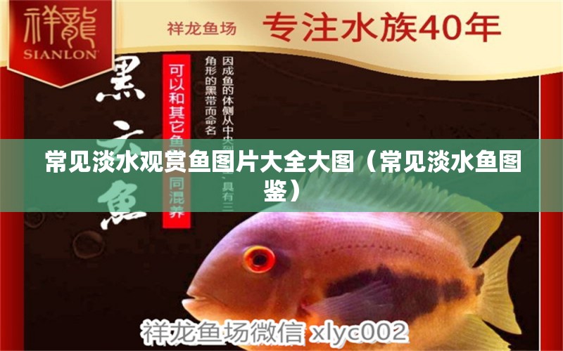 常見淡水觀賞魚圖片大全大圖（常見淡水魚圖鑒）