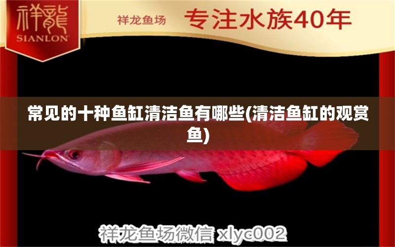 常見的十種魚缸清潔魚有哪些(清潔魚缸的觀賞魚)